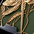 Side engraving Dragonfly